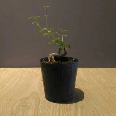 Tổng hợp- Cái Quì Qui Coffee
