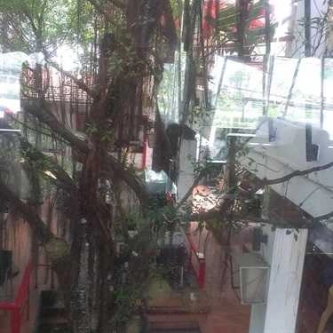 Không gian- Cây Tùng Cafe