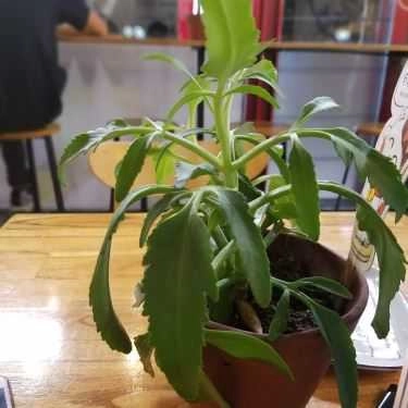Tổng hợp- Cafe Ajikoi - Ice Cream & Matcha