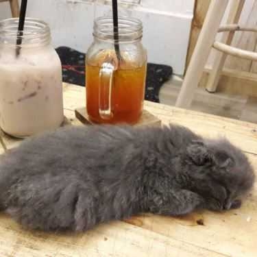 Tổng hợp- Cafe Cá Pha Trà Tea House