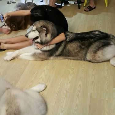 Tổng hợp- Ken’s House - Coffee & Pet
