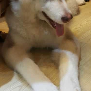 Tổng hợp- Ken’s House - Coffee & Pet