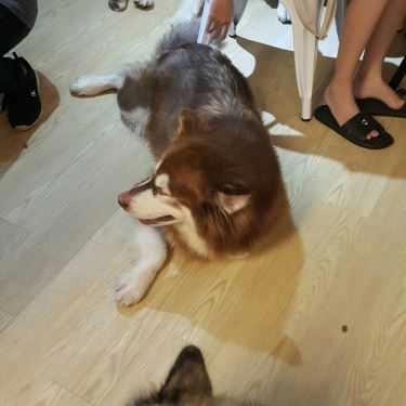 Tổng hợp- Ken’s House - Coffee & Pet