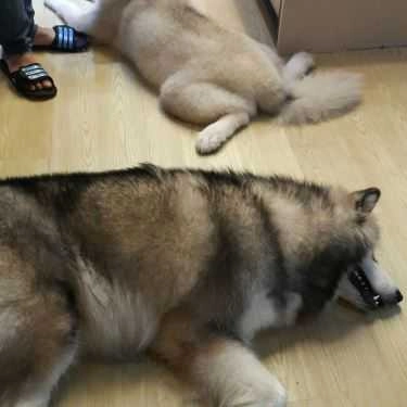 Tổng hợp- Ken’s House - Coffee & Pet