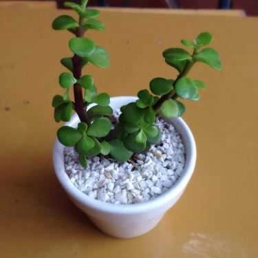 Tổng hợp- Leng Keng - Coffee & Trà Sữa
