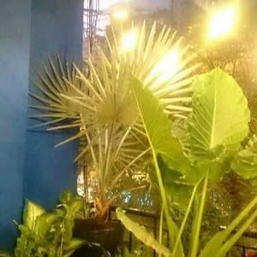 Tổng hợp- Cafe Les Saigonais - Lý Tự Trọng