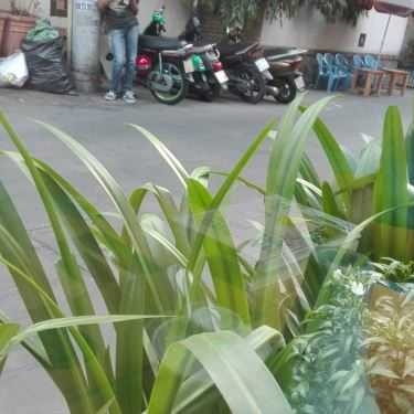 Tổng hợp- Panini & Leafy Green Cafe