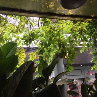 Tổng hợp- Quán Ăn Saigon Vegan - Quán Chay