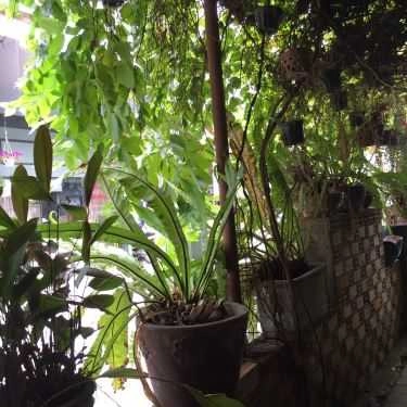 Tổng hợp- Quán Ăn Saigon Vegan - Quán Chay
