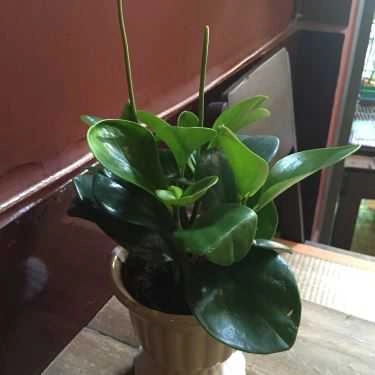 Tổng hợp- 243 TaHa Cafe - Lê Quang Định