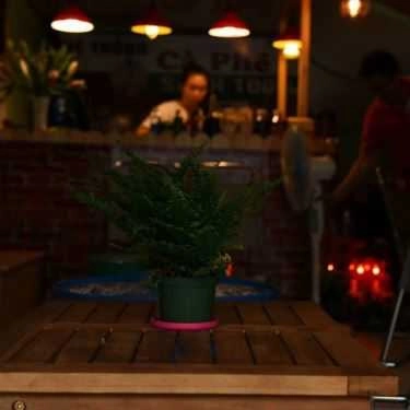 Tổng hợp- Cỏ Coffee