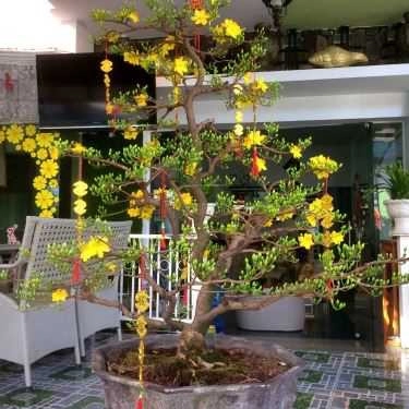 Tổng hợp- Coffee Green House