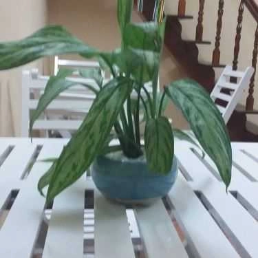 Tổng hợp- Ý Tưởng LNT Coffee