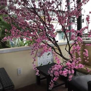 Tổng hợp- Hoas Cafe - Nguyễn Văn Đậu