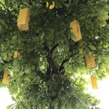 Tổng hợp- Đà Lạt Phố Cafe - Nguyễn Trãi