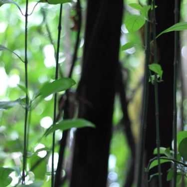 Tổng hợp- Đời Đá Vàng Cafe