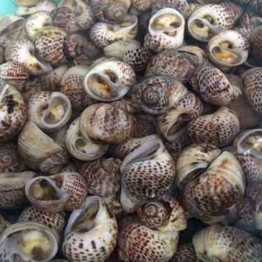 Tổng hợp- Quán Nhậu Đồng Bọn Ốc