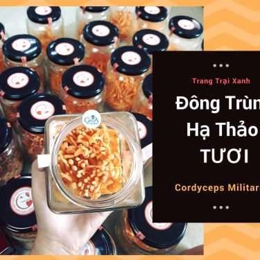 Tổng hợp- Đông Trùng Hạ Thảo Trang Trại Xanh - Shop Online