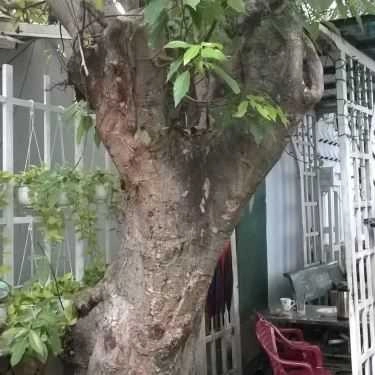 Tổng hợp- Đồng Xanh Cafe - Lê Đức Thọ