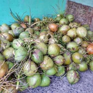 Tổng hợp- Ăn vặt Dừa Xiêm & Rau Câu Trái Dừa