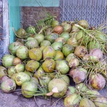 Tổng hợp- Ăn vặt Dừa Xiêm & Rau Câu Trái Dừa