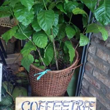 Tổng hợp- E. Coffee - The Original Coffee
