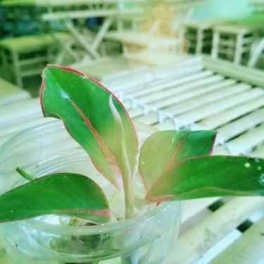Tổng hợp- Ăn vặt Fancy - Sinh Tố & Soda
