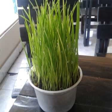 Tổng hợp- Figure Cafe