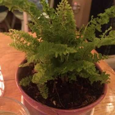 Tổng hợp- Kem Goody Fly Garden - Coffee & Cupcake