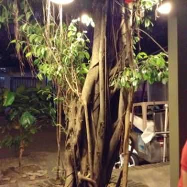 Tổng hợp- Ghế Đẩu Cafe - Hoa Mai