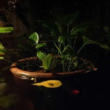 Tổng hợp- Ghế Đẩu Cafe - Hoa Mai