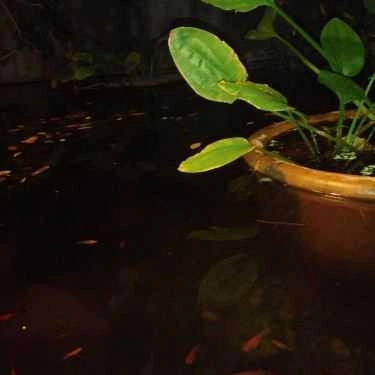 Tổng hợp- Ghế Đẩu Cafe - Hoa Mai