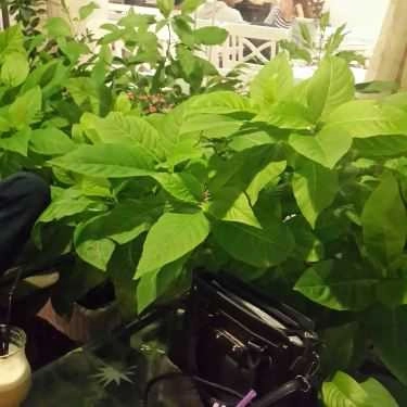 Tổng hợp- Green Garden Cafe - Kha Vạn Cân