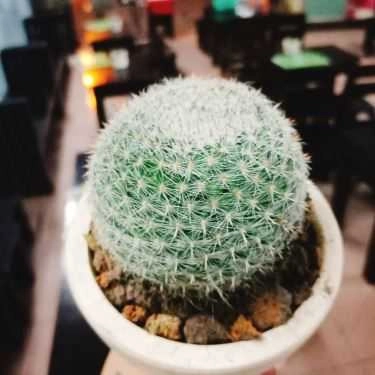 Tổng hợp- Cafe Green Life - Trà Sữa