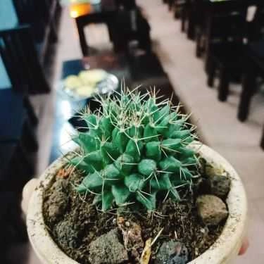 Tổng hợp- Cafe Green Life - Trà Sữa