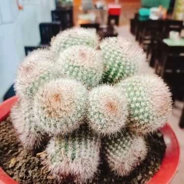 Tổng hợp- Cafe Green Life - Trà Sữa
