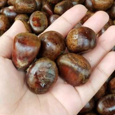 Món ăn- Ăn vặt Hạt Dẻ Sài Gòn - Thảo Điền
