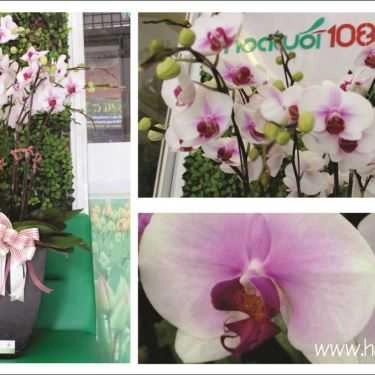 Tổng hợp- Hoa cưới, shop hoa Hoa Tươi 1080 - Đinh Tiên Hoàng