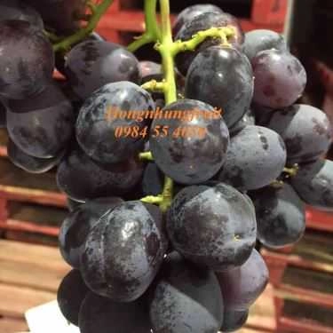 Tổng hợp- Hongnhung Fruit - Shop Online