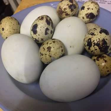 Tổng hợp- Ăn vặt Hột Vịt Lộn - Phạm Văn Hai