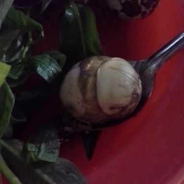 Món ăn- Ăn vặt Hột Vịt Lộn & Trứng Cút Lộn