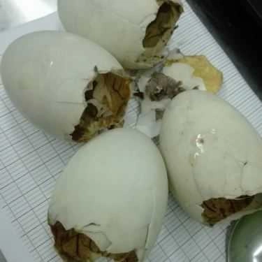 Món ăn- Ăn vặt Hột Vịt Lộn , Trứng Vữa & Trứng Cút Lộn