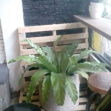 Tổng hợp- ICON Coffee And Tea Leaf - Cống Quỳnh