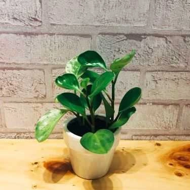 Tổng hợp- Cafe K-Tea