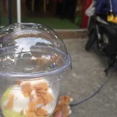 Món ăn- Cafe Kem Bơ Đà Lạt & Cacao Dừa