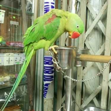 Tổng hợp- Ăn vặt Kem Nhãn Số 4