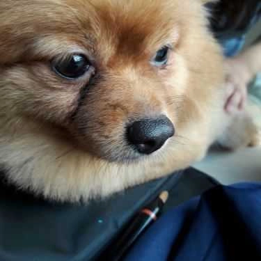 Tổng hợp- Ken’s House - Coffee & Pet