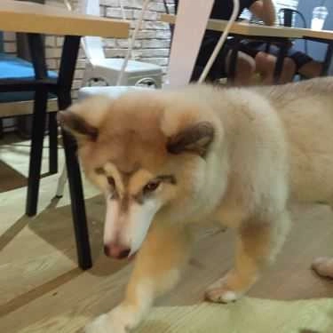 Tổng hợp- Ken’s House - Coffee & Pet
