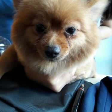Tổng hợp- Ken’s House - Coffee & Pet