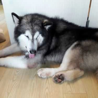 Tổng hợp- Ken’s House - Coffee & Pet